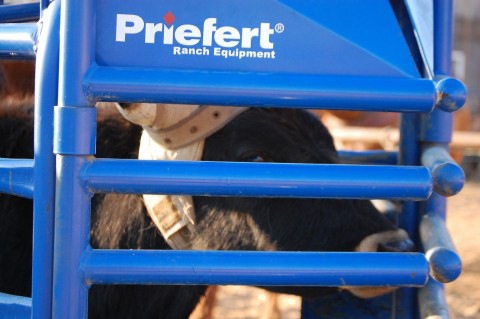 Rodeo Roping RC98 04.jpg